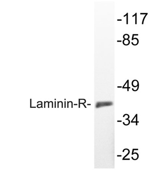 Laminin-R rabbit pAb