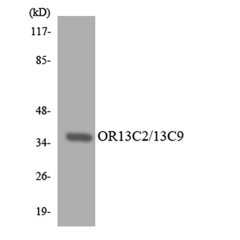 Olfactory receptor O13C2/9 rabbit pAb