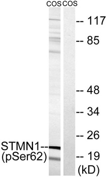 Op18 (phospho-Ser62) antibody