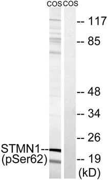 Op18 (phospho Ser62) rabbit pAb