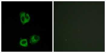 Lck (phospho Tyr393) rabbit pAb