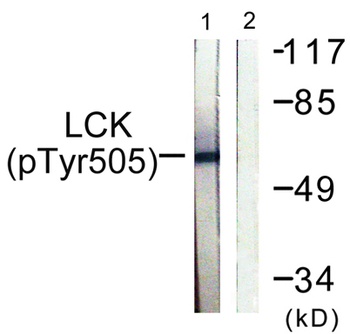 Lck (phospho Tyr505) rabbit pAb
