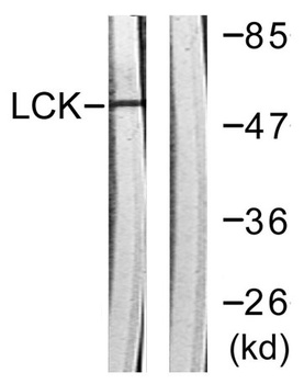 Lck antibody