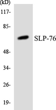 SLP-76 rabbit pAb