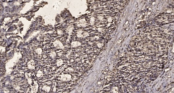 Galectin-7 rabbit pAb