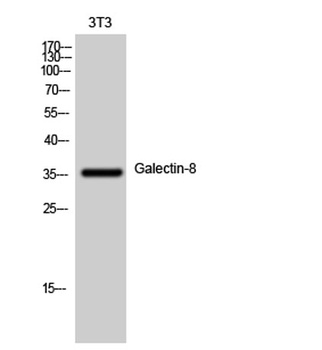 Galectin-8 rabbit pAb