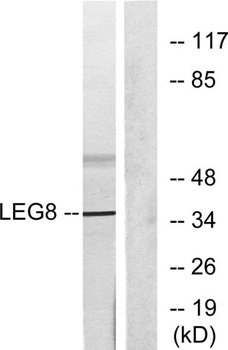 Galectin-8 rabbit pAb