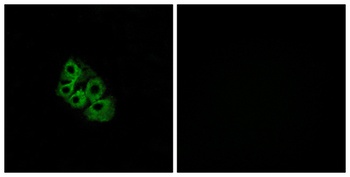 CD44 antibody