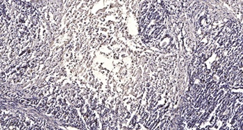 CD44 antibody