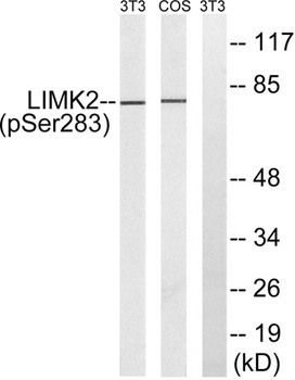 LIMK-2 (phospho Ser283) rabbit pAb
