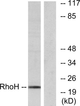 Rho H rabbit pAb