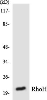 Rho H antibody