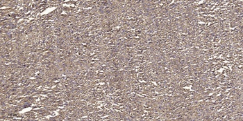 Rho H rabbit pAb