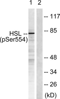 HSL (phospho Ser855) rabbit pAb