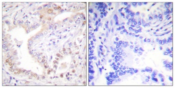 Cleaved-Lamin A (N231) rabbit pAb Antibody
