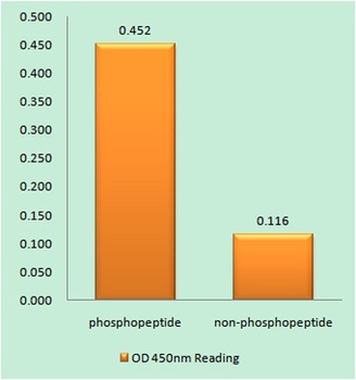 Lamin A/C (phospho Ser392) rabbit pAb Antibody