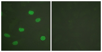Lamin A/C (phospho Ser392) rabbit pAb