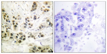 Lamin A/C (phospho Ser392) rabbit pAb