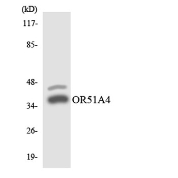 Olfactory receptor 51A4 rabbit pAb