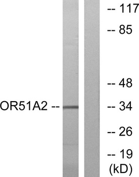 Olfactory receptor 51A2 rabbit pAb