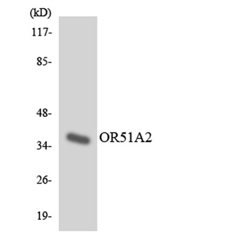 Olfactory receptor 51A2 rabbit pAb