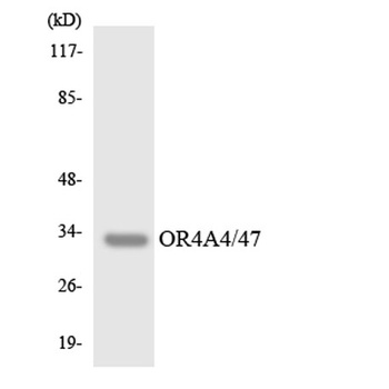 Olfactory receptor 4A4/47 antibody