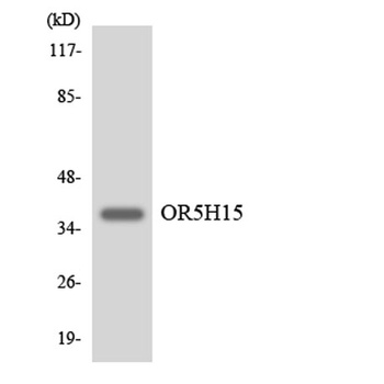 Olfactory receptor 5H15 antibody