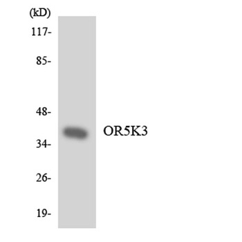 Olfactory receptor 5K3 antibody