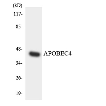 APOBEC4 rabbit pAb