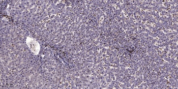 LRP1 antibody