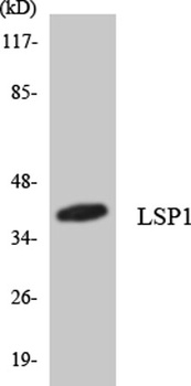 LSP1 rabbit pAb