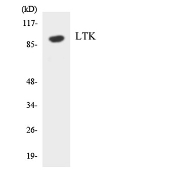 LTK rabbit pAb