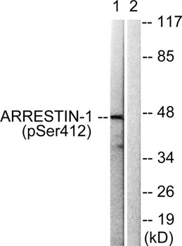 Arrestin-beta-1 (phospho-Ser412) antibody