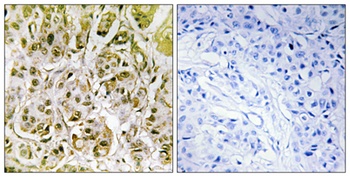 Smad1 (phospho Ser187) rabbit pAb