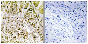 Smad1 (phospho-Ser187) antibody