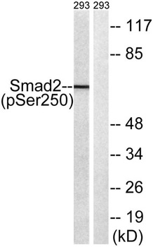 Smad2 (phospho-Ser250) antibody