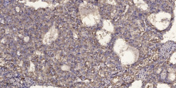 Smad2 (phospho Ser250) rabbit pAb