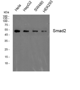 Smad2 rabbit pAb