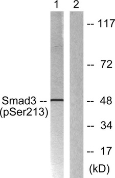 Smad3 (phospho Ser213) rabbit pAb