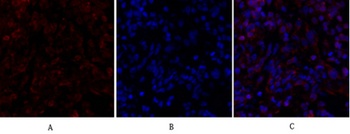 Smad4 antibody