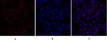 Smad4 antibody