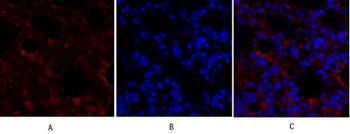 Smad4 antibody