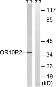 MAGE-A5 antibody