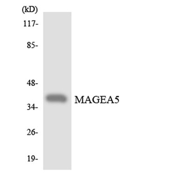 MAGE-A5 antibody