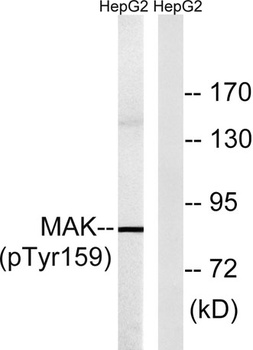 MAK (phospho Tyr159) rabbit pAb