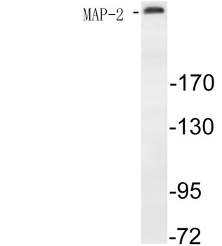 MAP-2 antibody