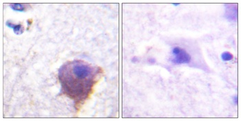 MAP-4 rabbit pAb