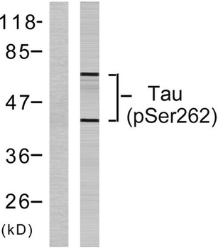 Tau (phospho Ser262) rabbit pAb