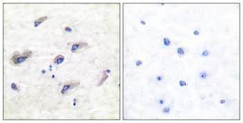 Tau (phospho Ser673) rabbit pAb
