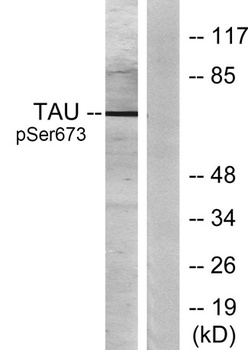 Tau (phospho Ser673) rabbit pAb